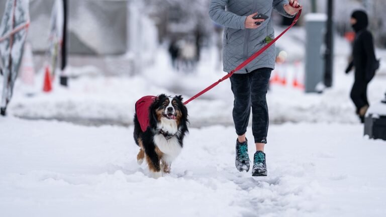 The pet-products market is booming. But does your dog need a coat? - World - News
